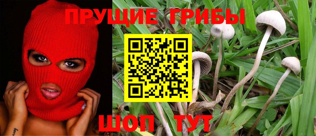 Галлюциногенные грибы Cubensis Искитим